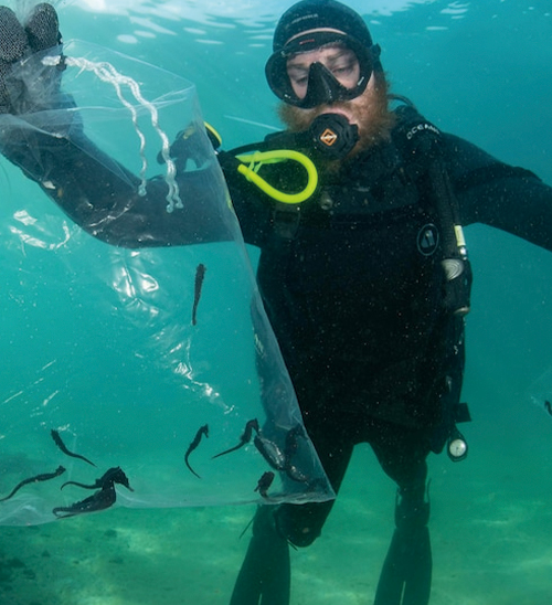 Boost for endangered White's seahorse after 100 released in Sydney Harbour tidal pool