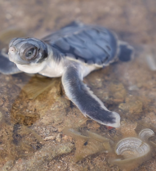 Feral deer eradicated from Wild Duck Island to protect threatened turtles