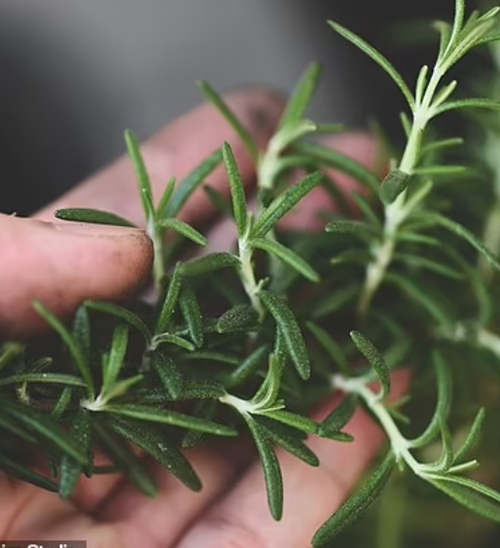 Breaking News! The Common Spice Used by Australians Could Reverse Alzheimer's Disease and Resto
