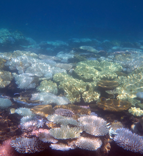 Australia's Great Barrier Reef Faces Its Worst Loss in 39 Years! Global Coral Bleaching Crisis: