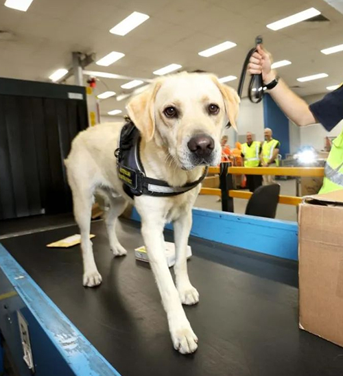 [Breaking News] Australian Customs Adds New Staff, Tightens Inspections! A Large Number of Chinese N