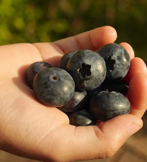 Urgent Official Warning: Do Not Eat Blueberries! Supermarkets Under Investigation