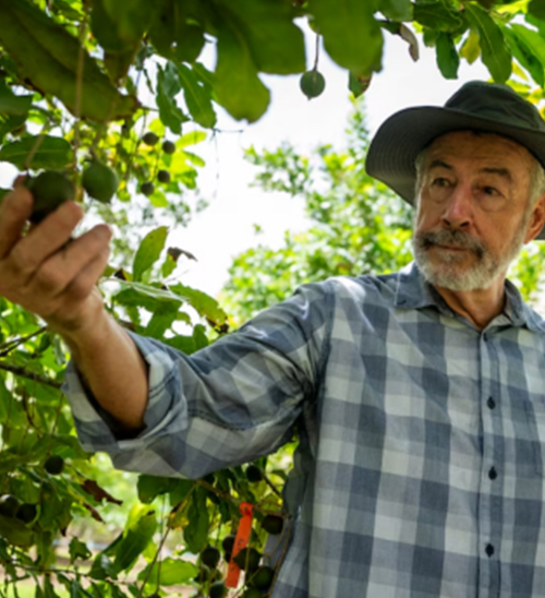 Groundbreaking Discovery! Australia’s Unique Superfruit May Prevent Dementia – Affordable and Availa